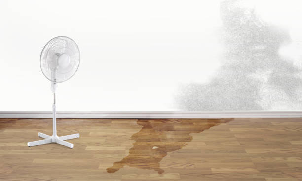 Best Professional water damage repair  in Hoquiam, WA